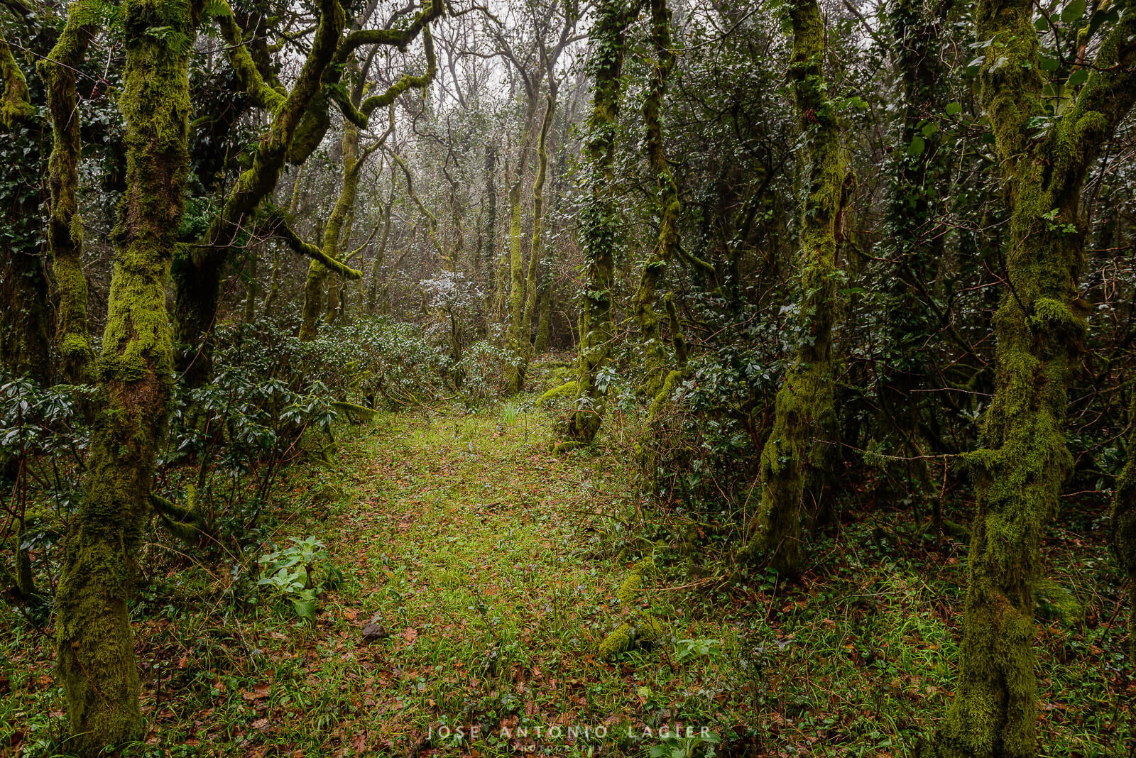Árboles cubiertos de musgo entre la niebla en el Parque Natural Los Alcornocales
